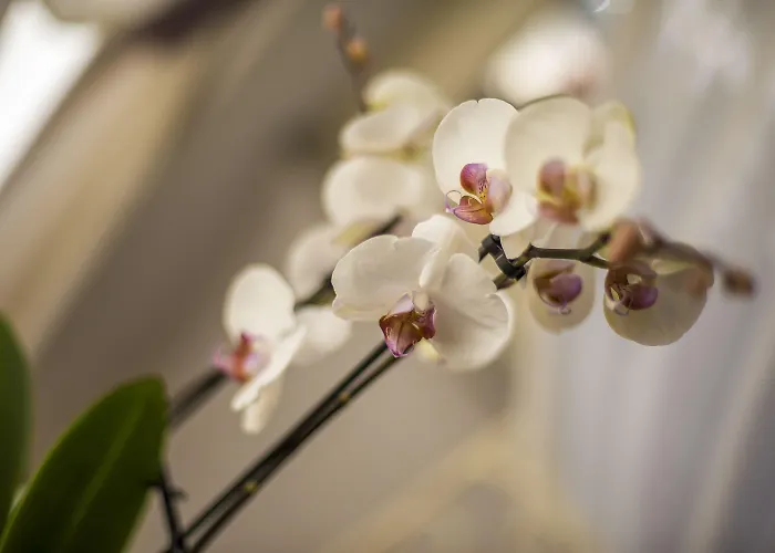 Pensionat Trastevere Royal Rom