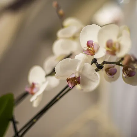 Πανσιόν Trastevere Royal Ρώμη